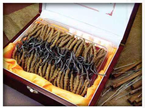 罗江冬虫夏草回收